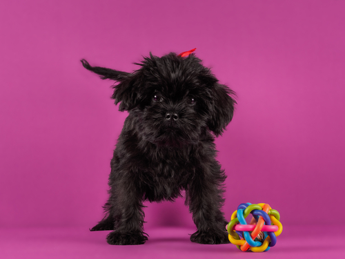 Affenpinscher dogs for sale