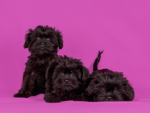 Affenpinscher puppies for sale wichita