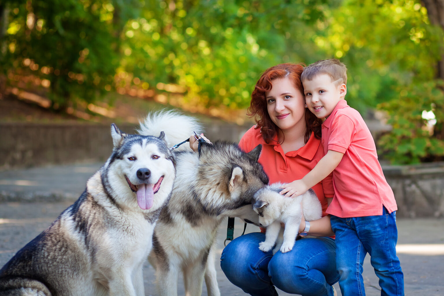 alaskan malamute for sale