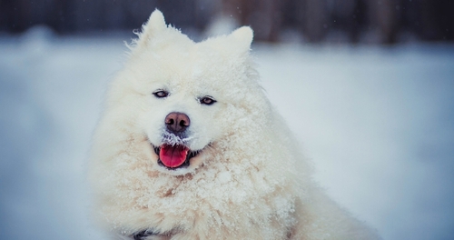 american eskimo dogs for sale