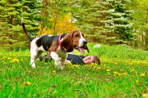 basset hound dogs for sale