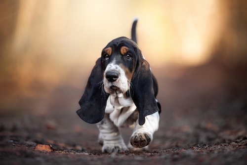 basset hound for sale