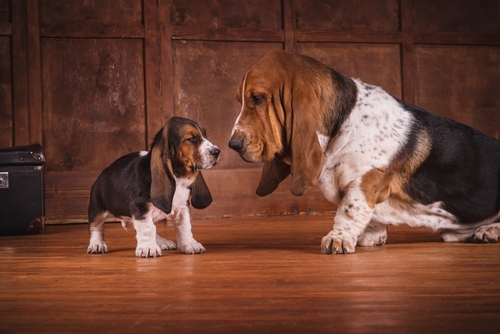 basset hound puppies for sale