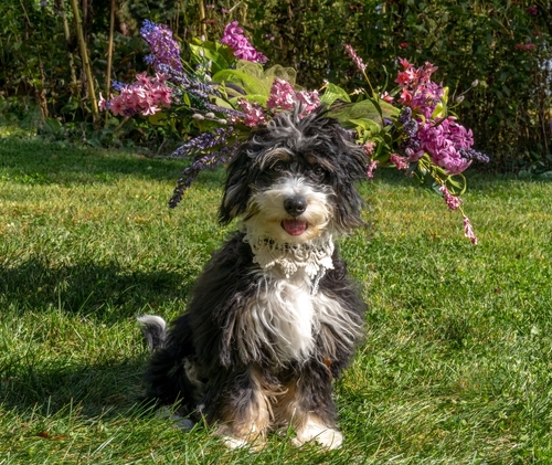 bernedoodle mini for sale