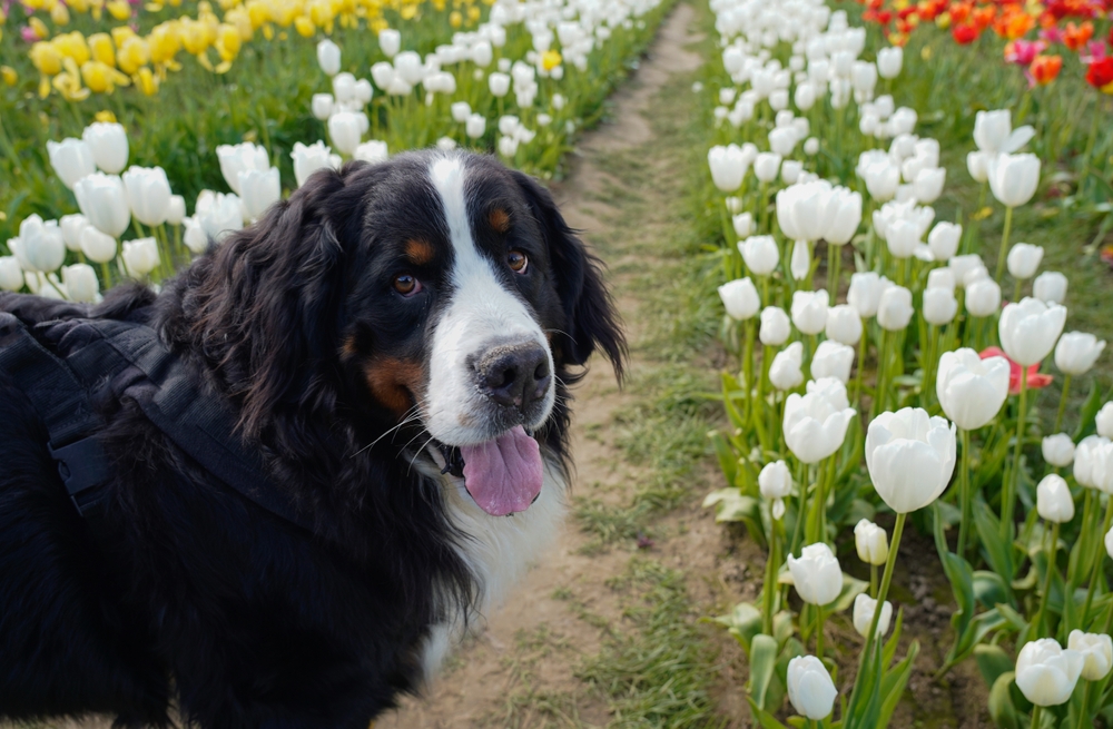 bernese mountain dogs for sale