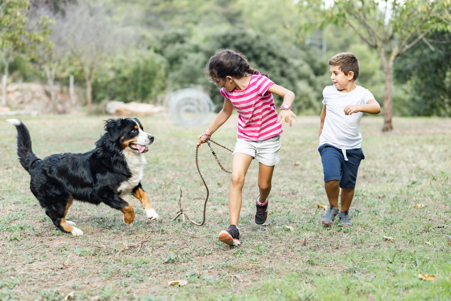 bernese mountain puppies for sale