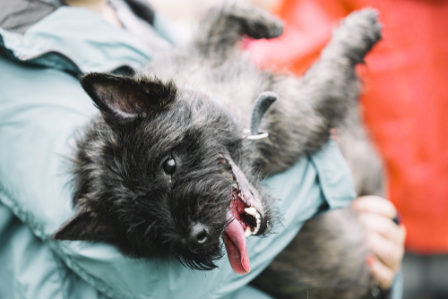 cairn terrier puppies for sale