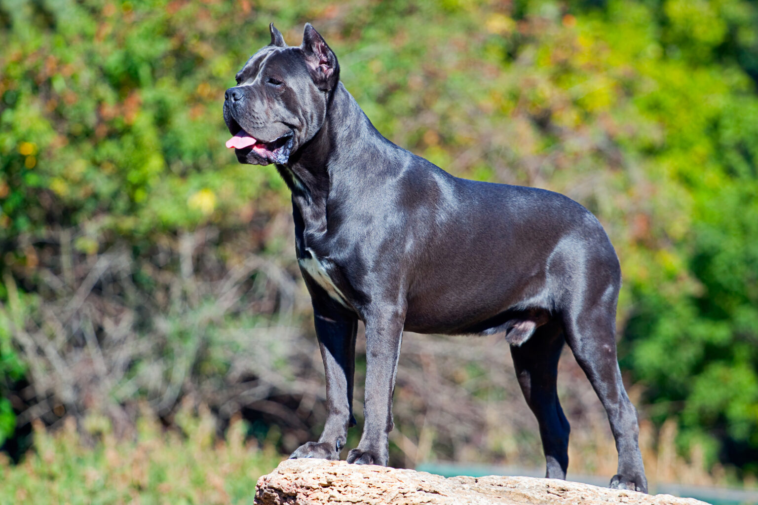 cane corso dogs for sale