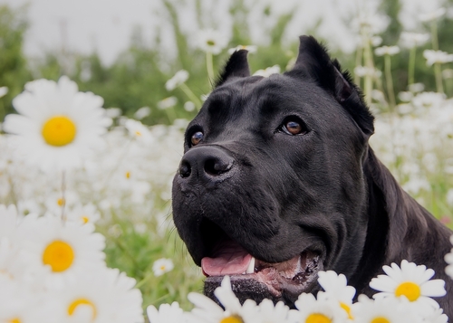 cane corso for sale