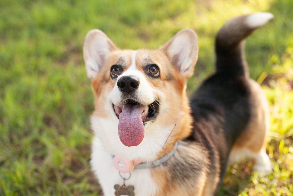 Cardigan Welsh Corgi dogs for sale