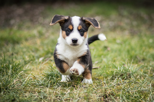 cardigan welsh corgi puppies for sale