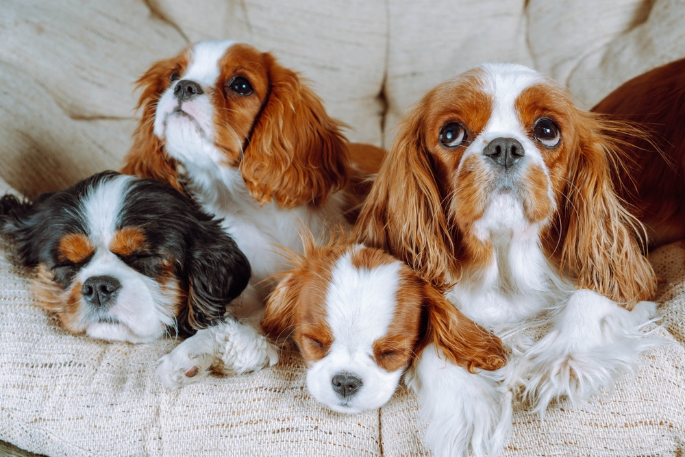 cavalier king charles spaniel for sale