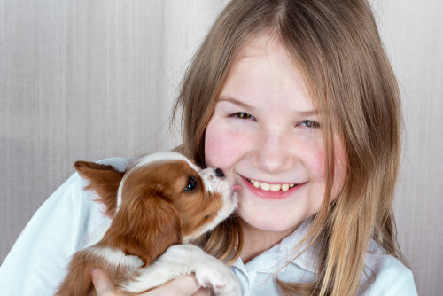 cavalier king charles spaniel wichita ks