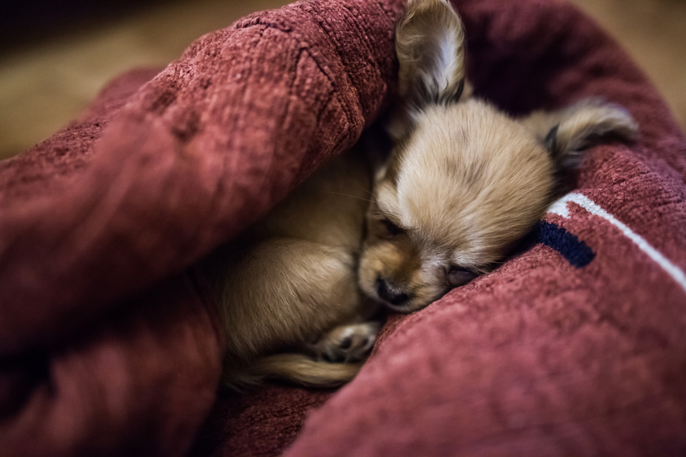 cute chihuahua puppies for sale wichita