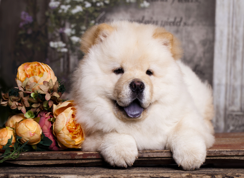 Chow Chow beautiful for sale wichita