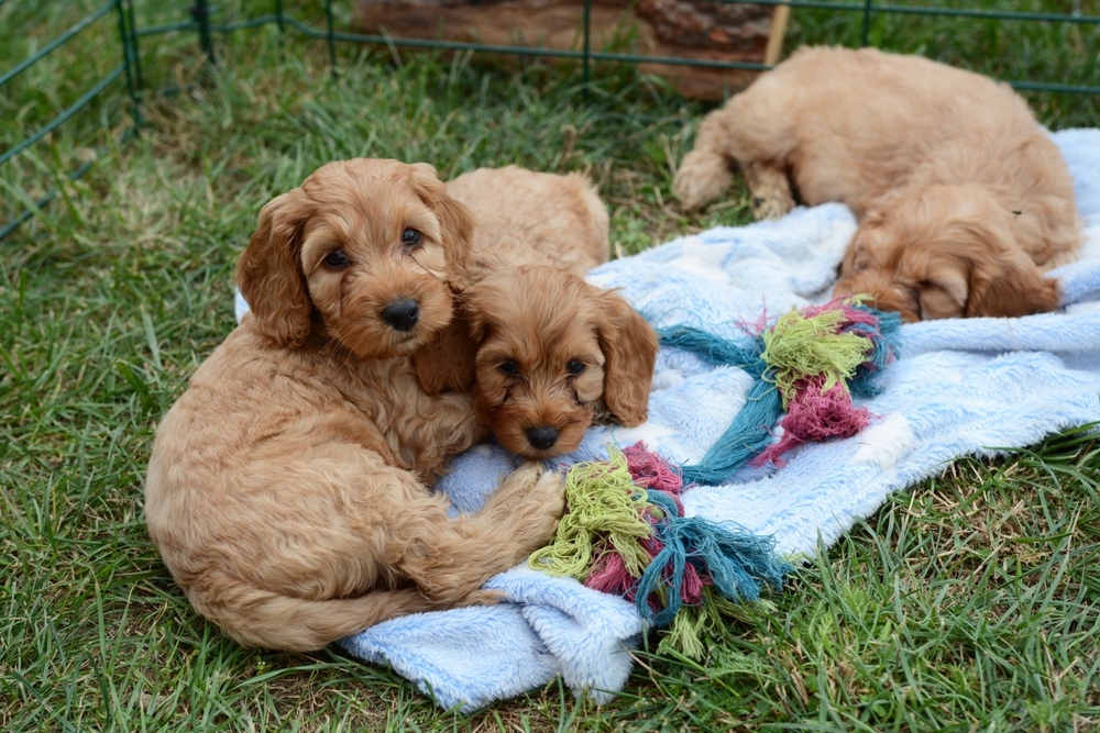 cockapoo puppy for sale wichita