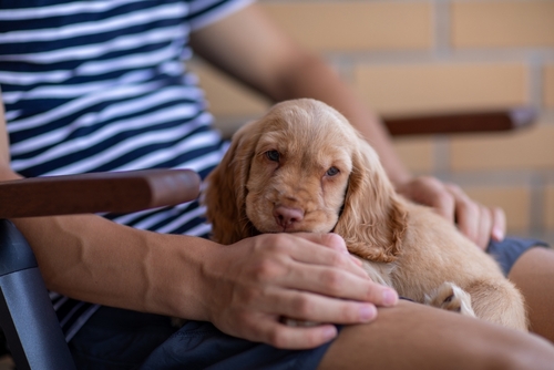 cocker spaniel wichita