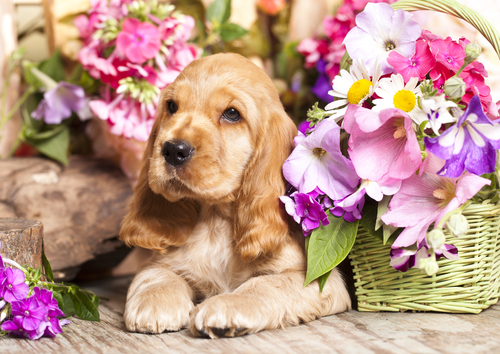 cocker spaniel