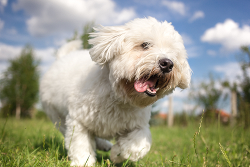 coton de tulear sale wichita ks