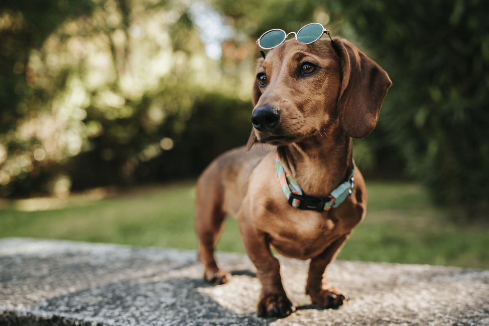 dachshund cute puppies for sale