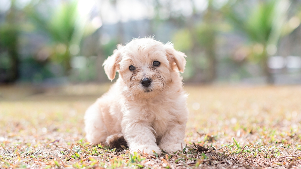 haava-chon puppy sale wichita