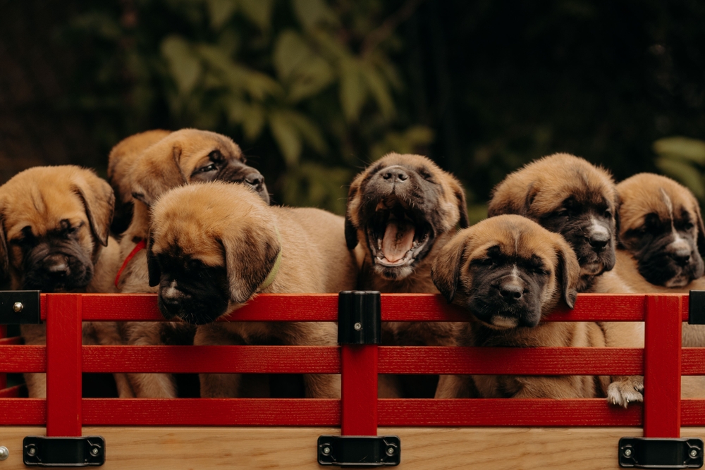 English Mastiff for sale