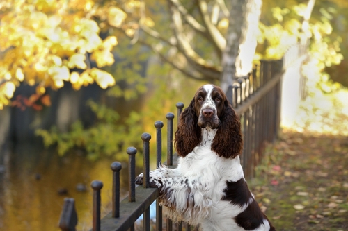 English Springer Spaniel puppy for sale