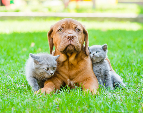 French Mastiff buy puppies here