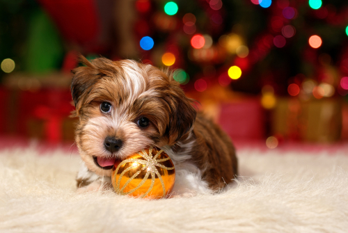 Havanese-Shih Tzu wichita sale