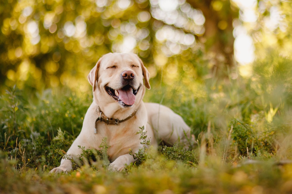 Labrador Retriever grown up for sale KS