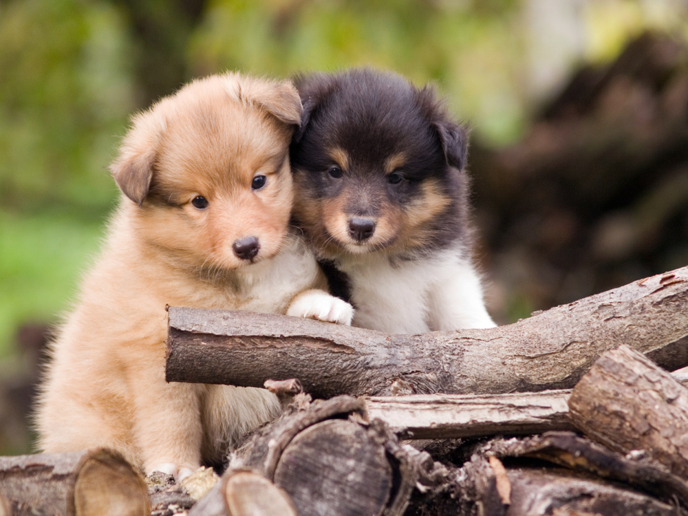 Sheltie puppy