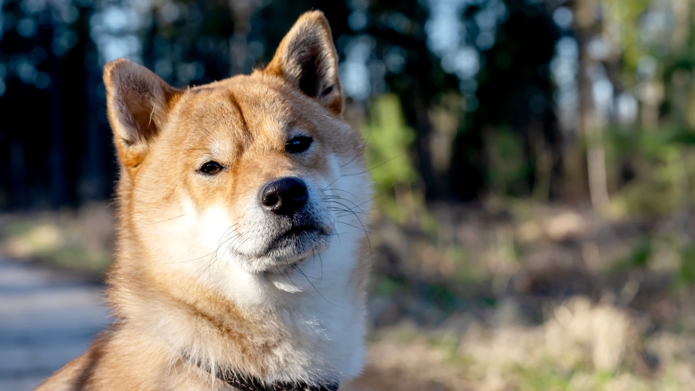 Shiba Inu puppy