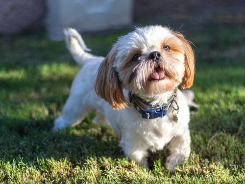 Shih Tzu puppies near me