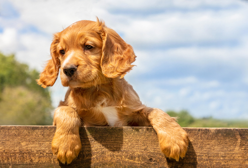 adorable cocker spaniel puppies wichita