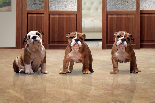 adorable English Bulldog puppies