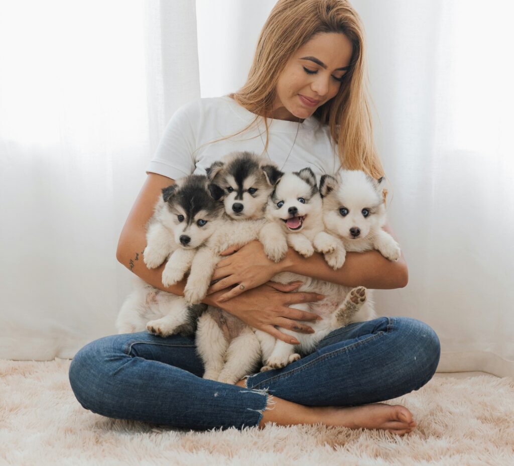 adorable pomsky puppies for sale ks