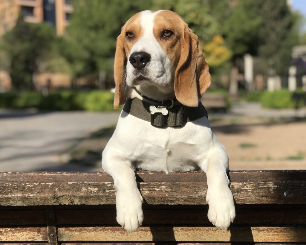 beagle dogs for sale wichita ks