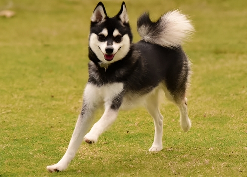 buy alaskan klee kai dogs