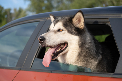 buy alaskan malamute puppies