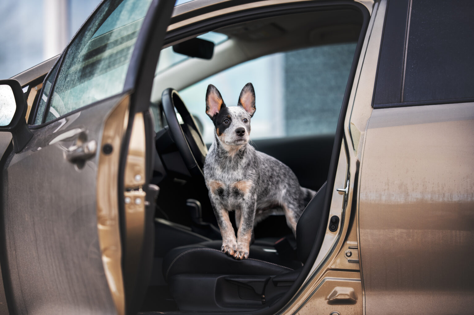 buy australian cattle dogs