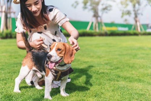 buy beagle puppies