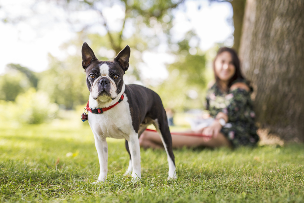 buy boston terrier dogs