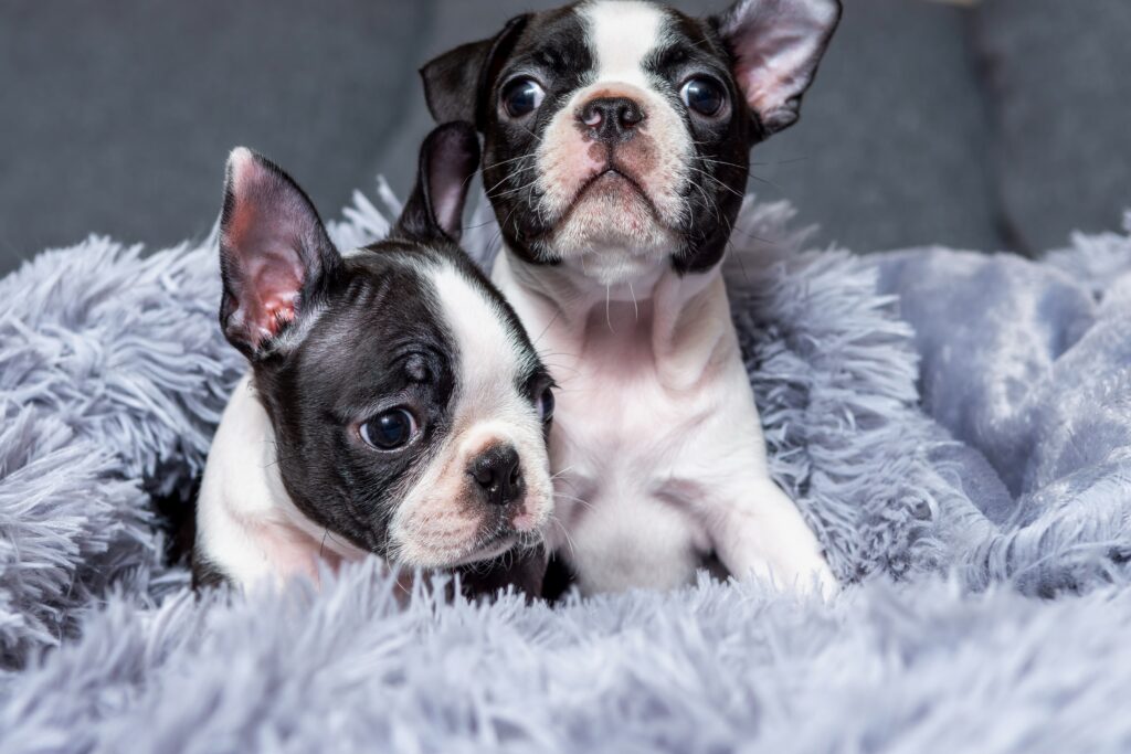 buy boston terrier puppies