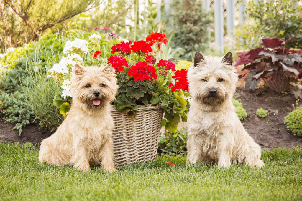 buy cairn terrier dogs