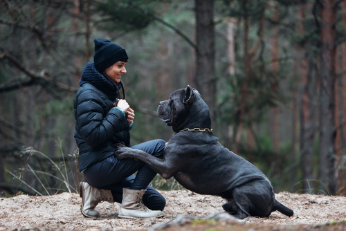 buy cane corso puppies