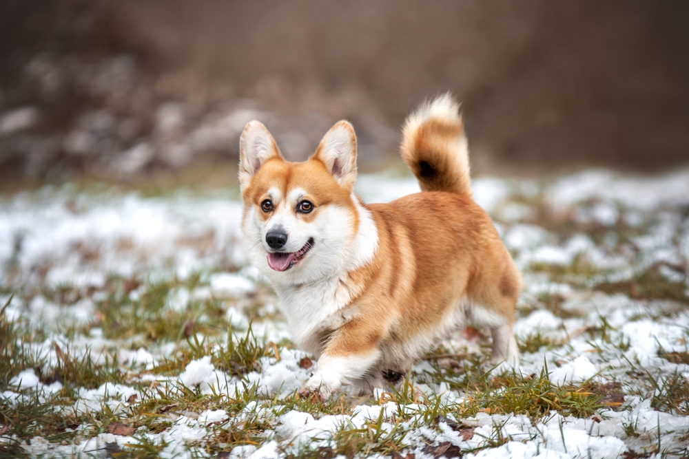 buy cardigan welsh corgi dogs