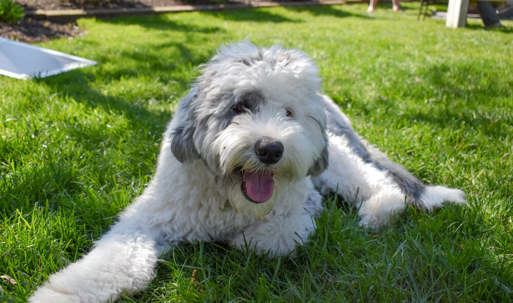 buy-Sheepadoodle-3