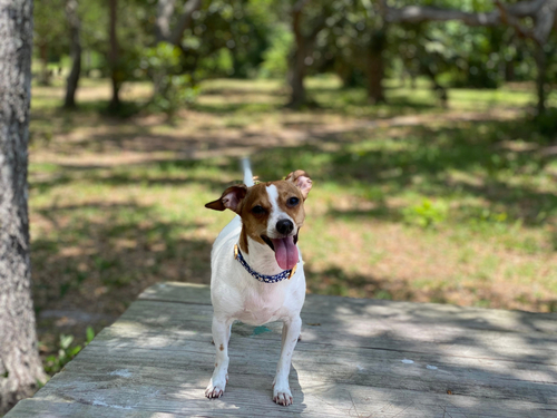 buy a Chiweenie dog puppy wichita