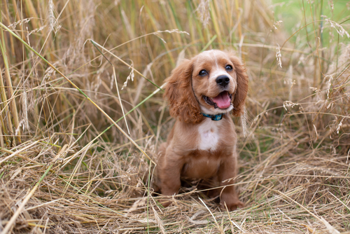 buy a cockalier puppy