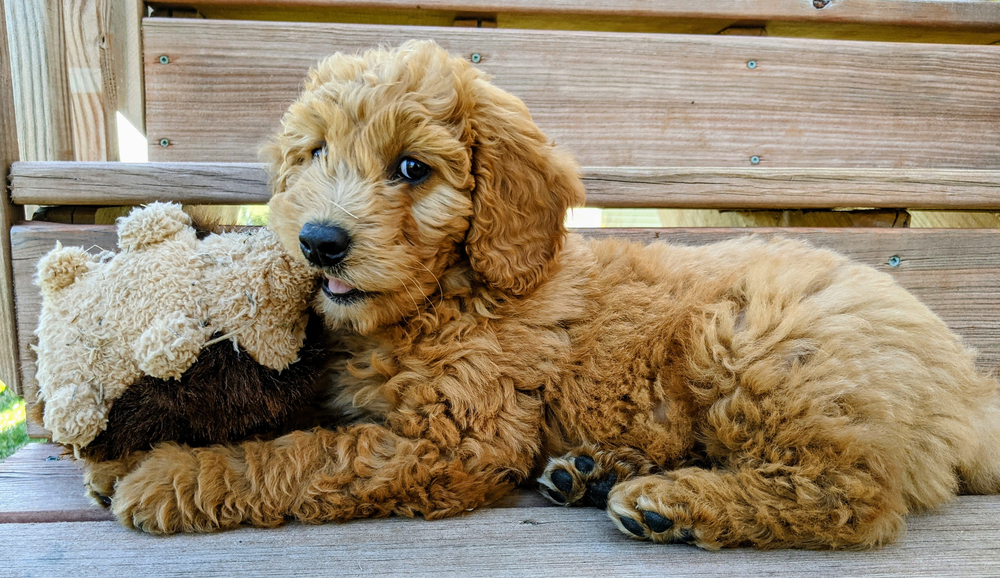 buy a goldendoodle puppy in wichita